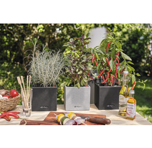 Tre örtkrukor med rosmarin, basilika och chili på ett träbord i trädgården