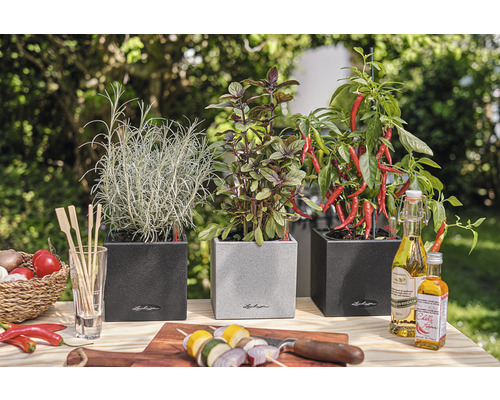 Tre örtkrukor med rosmarin, basilika och chili på ett träbord i trädgården