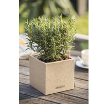 Rosmarin i en Lechuza-planter på ett träbord
