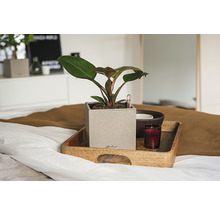 Växt i fyrkantig kruka på en träbricka med ett ljus på en säng