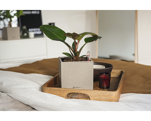 Växt i fyrkantig kruka på en träbricka med ett ljus på en säng