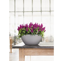Celosia-blommor i en grå Lechuza-kruka på ett träbord