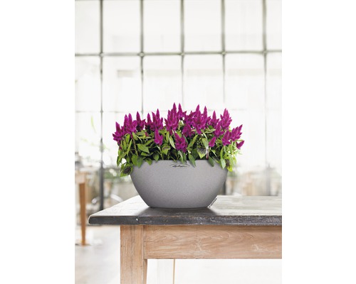 Celosia-blommor i en grå Lechuza-kruka på ett träbord