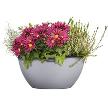 Blomsterarrangemang i planteringskärl