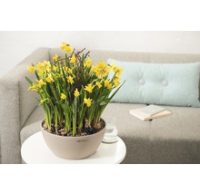 Självvattnande blomkruka LECHUZA Cubeto Stone plast Ø30x13cm sandbeige inkl. substrat