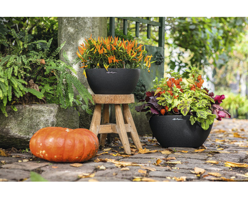 Scen med två planteringskärl planterade med höstblommor och en pumpade dekoration utomhus