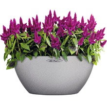 Celosia blommor i en planteringslåda
