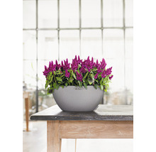 Celosia-växt i en blomkruka på ett träbord