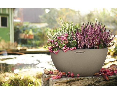 Beige blomkruka med ljung och snöbär utomhus.