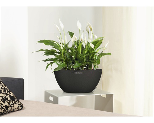 Fredskalla i en planteringskärl