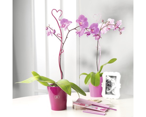 Två Phalaenopsis-orkidéer i krukor med hjärtformade växtstickor
