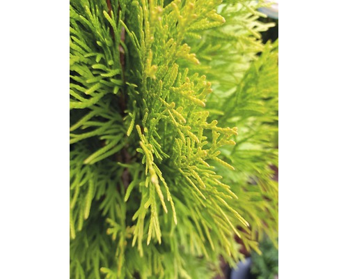 Närbild av tujagrenar