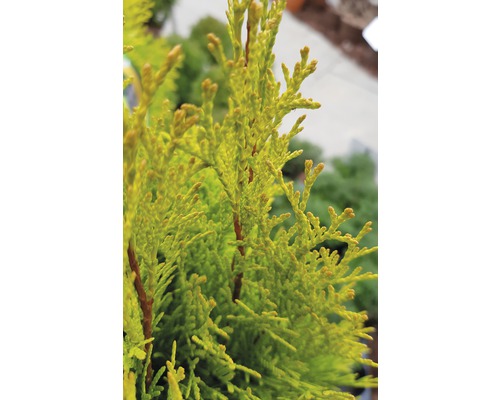 Närbild av en tuja-växt i trädgården.