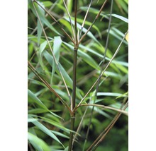 Detaljbild av en bambustam med blad
