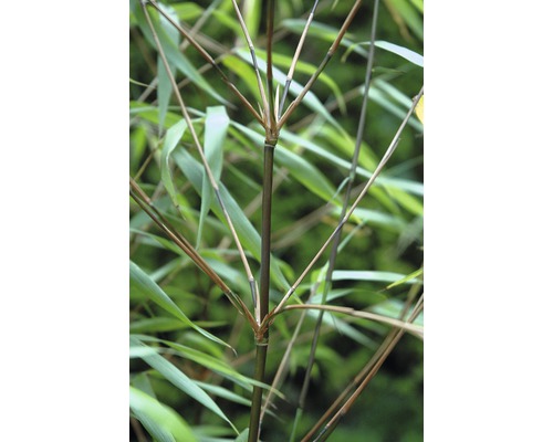 Detaljbild av en bambustam med blad