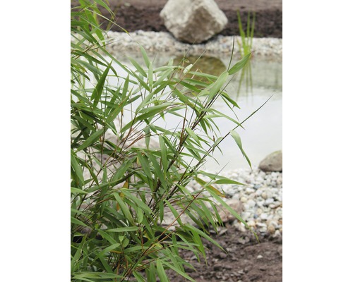 Bambu växt vid en trädgårdsdamm