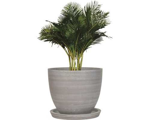 Guldpalm i en planteringskruka med fat