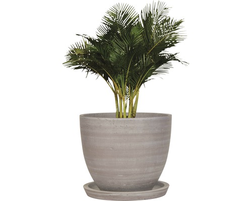 Inomhusväxt Areca palm i grå planteringskruka med fat