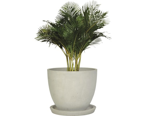 Guldpalm i kruka med fat