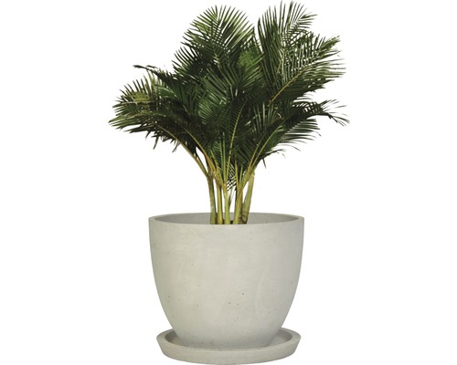 Arecapalm i en kruka med fat