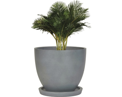 Palm i kruka med fat