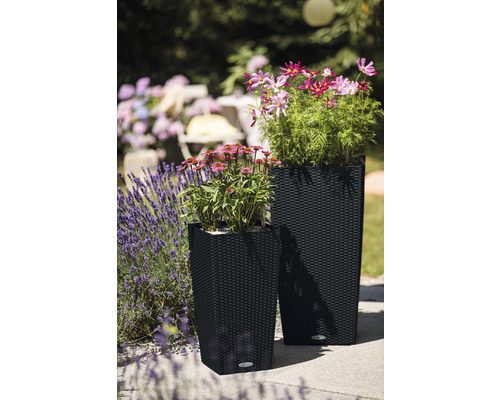 Två blomlådor med blommor på en terrass