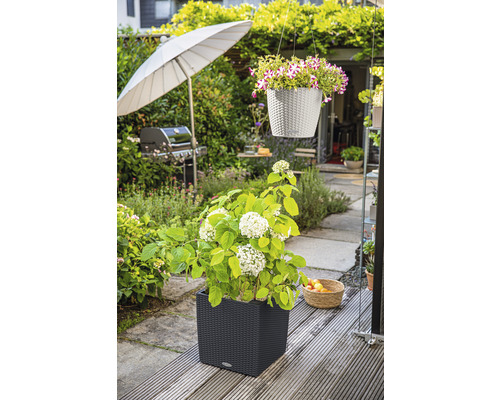 Trädgårdsscen med en hortensia i en planteringslåda och en hängande växt