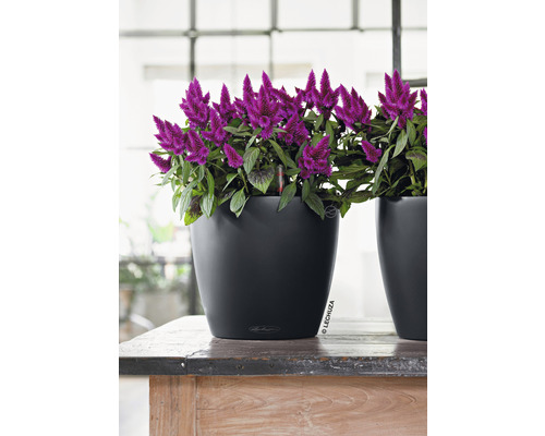 Dekorativ krukväxt i en svart kruka på ett träbord