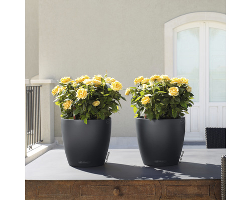 Två svarta blomkrukor med gula rosor på ett bord utomhus.