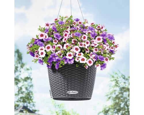 Hängande blomkruka med lila och ljusrosa blommor