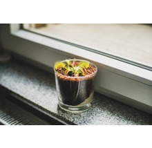 Köttätande växter FLORASELF Dionaea muscipula & Drosera capensis 10-20cm Ø12cm