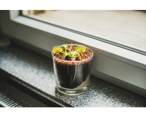 Venus flugfälla i ett glas på en fönsterbräda