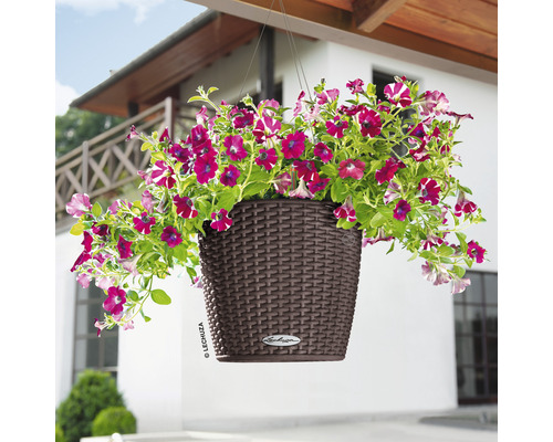 Hängande blomkruka med petunior framför ett hus