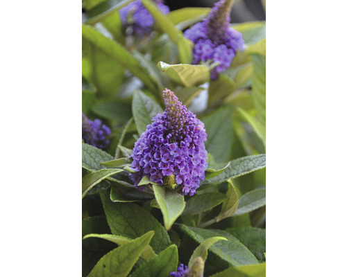 Närbild av en fjärilsbuske med lila blommor