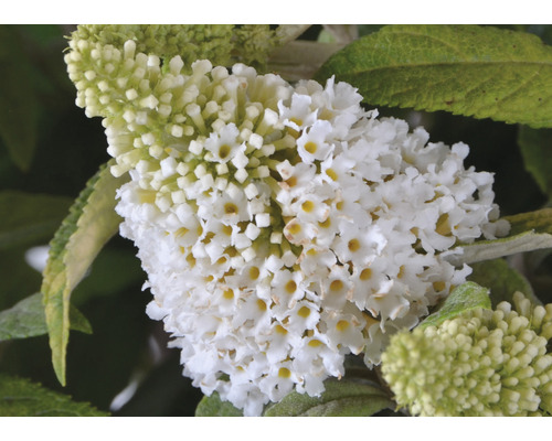 Närbild av en vit Buddleja-blomma