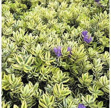 På bilden visas en häckväxt med violetta blommor.