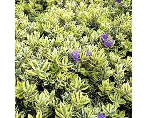 På bilden visas en häckväxt med violetta blommor.