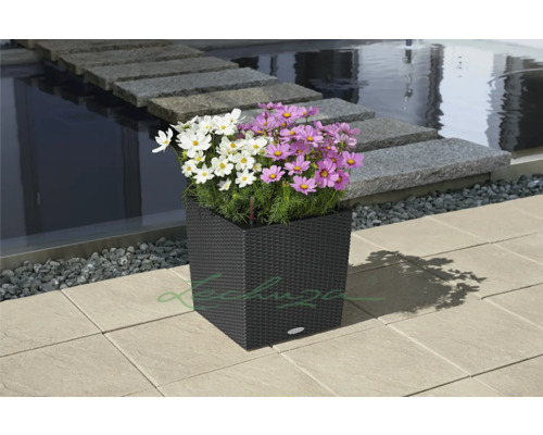 Blomlåda med vita och lila rosenskära utomhus