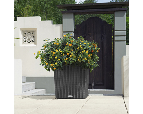 Dekorativ planteringslåda med gulblommande växter utomhus.