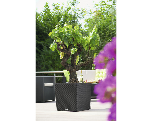 Utomhusscen med vinstock i planteringskärl