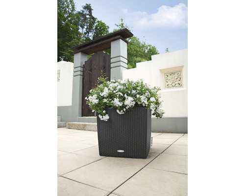 Fyrkantig blomlåda med vita blommor på en terrass