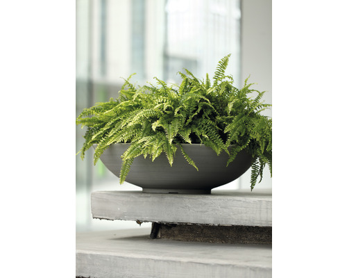 Skål med ormbunke på betongavsats