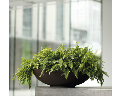 Inomhusväxt ormbunke i brun planteringskärl