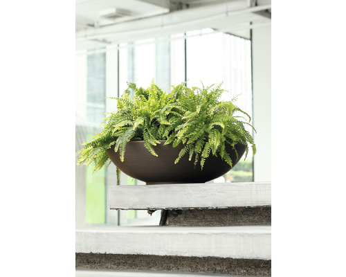 Stor krukväxt i en planteringskärl på en trappa.