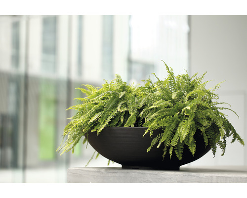 Kruka med ormbunksväxt för inomhusbruk