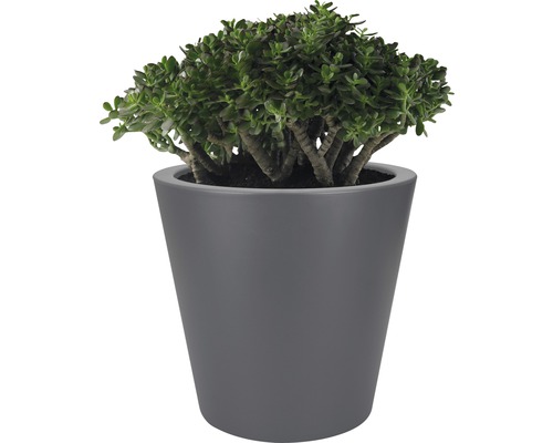 Paradisträd i kruka