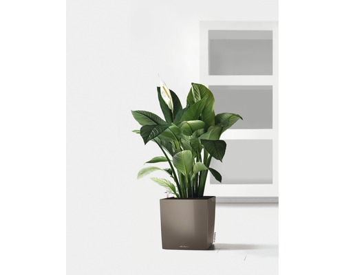 Fredskalla i en planteringslåda