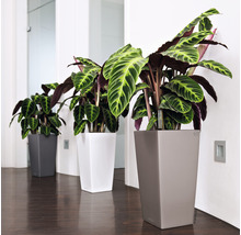 Självvattnande blomkruka LECHUZA Cubico Color plast 40x40x75cm skiffergrå