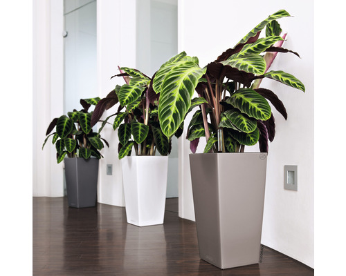 Tre Calathea växter i grå, vita och beiga krukor i en interiör