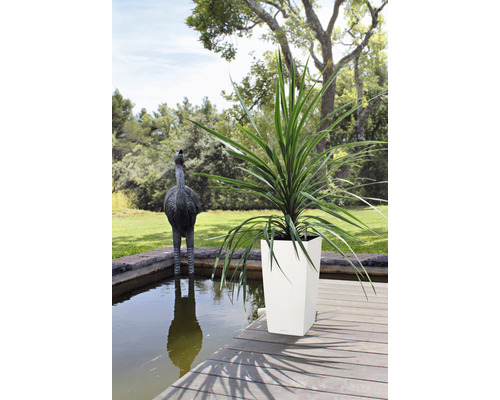 Hög växt i en planteringslåda på en träaltan intill en trädgårdsdamm med en strutsstaty